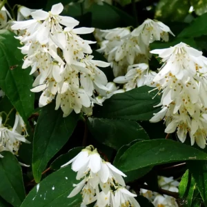 deutzia