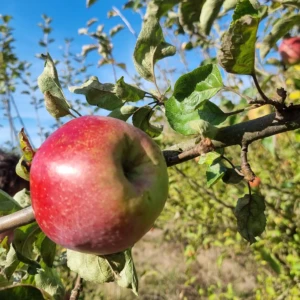 Double bon pommier