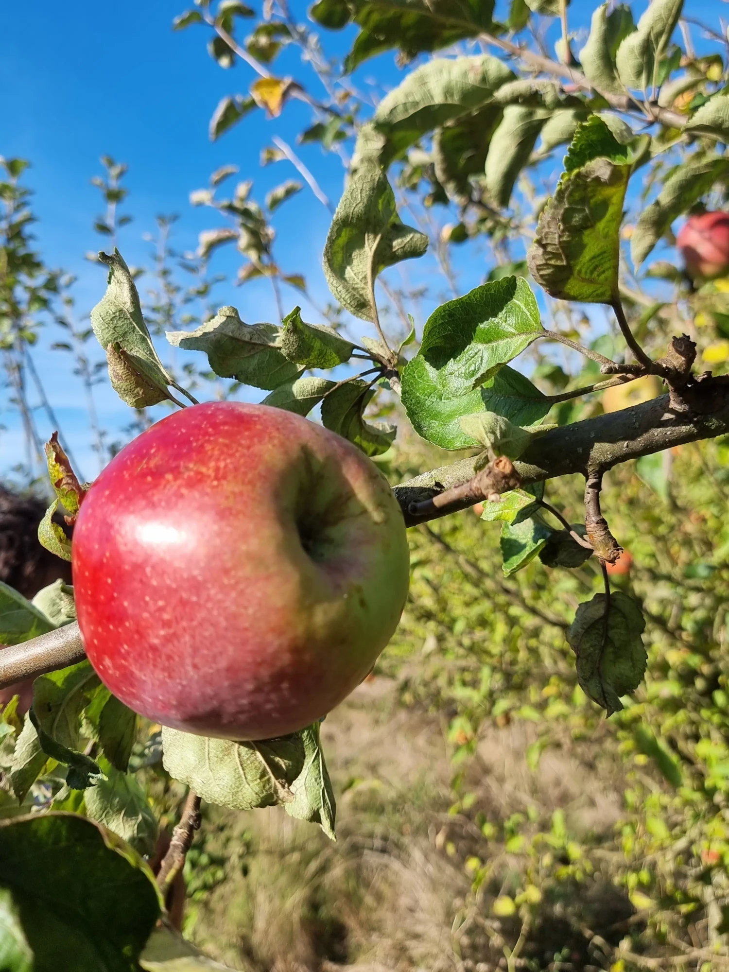 Double bon pommier