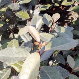 Elaeagnus Ebbingei