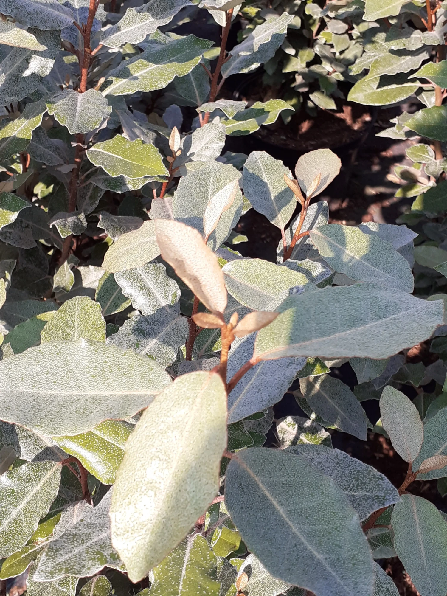 Elaeagnus Ebbingei