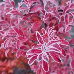 Euonymus