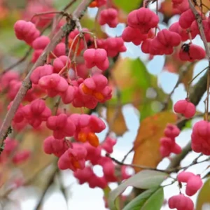 Euonymus red cascade
