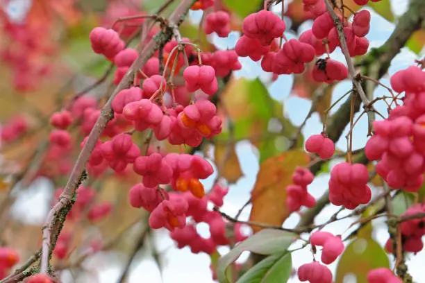 Euonymus red cascade