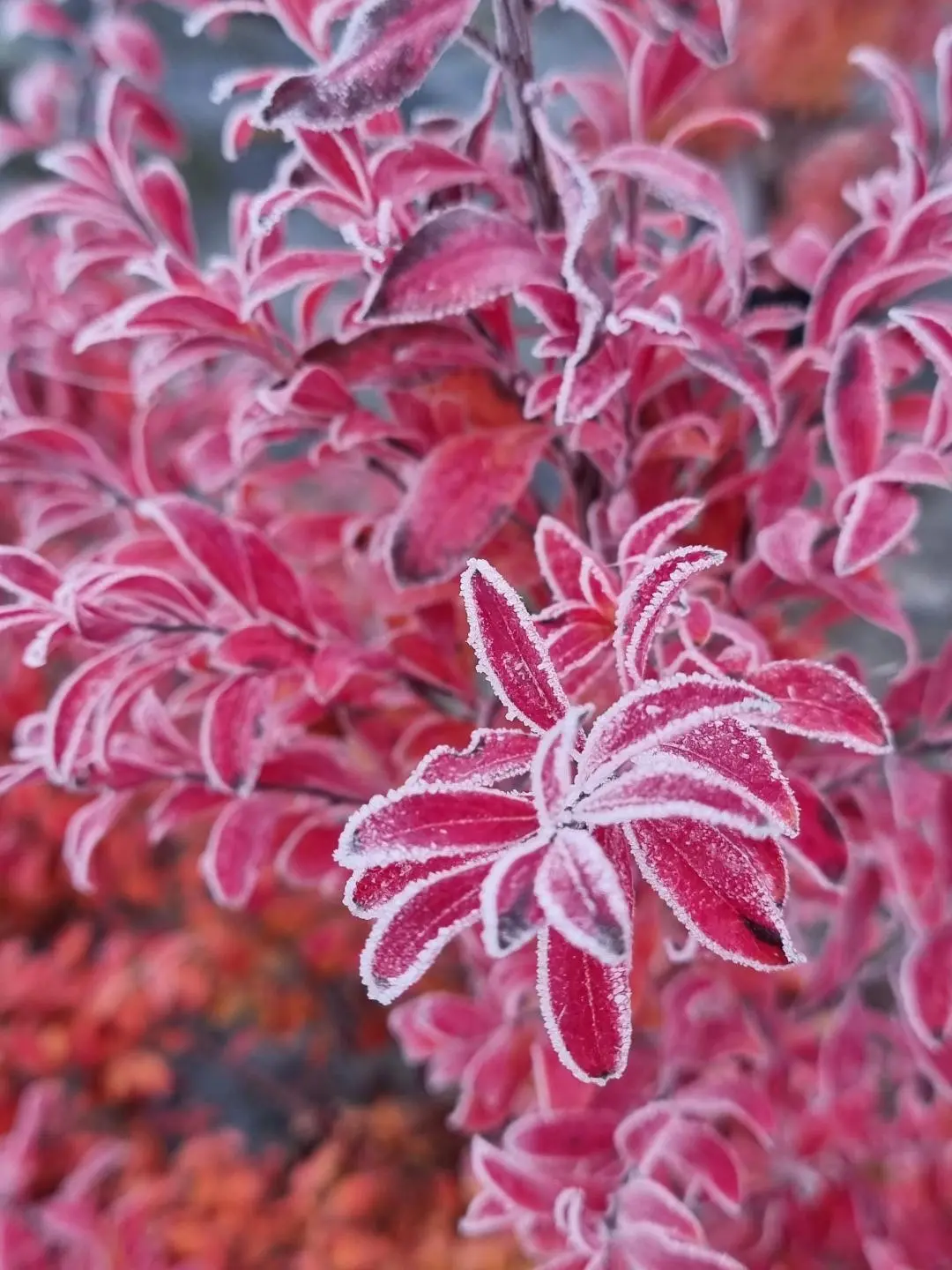 Euonymus