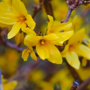 Forsythia