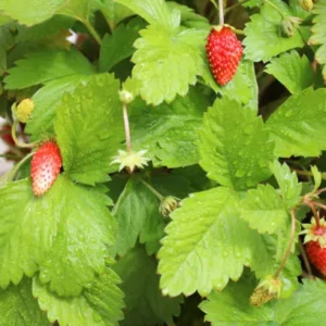 Fraisier