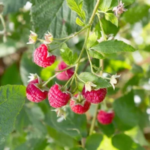 Framboise