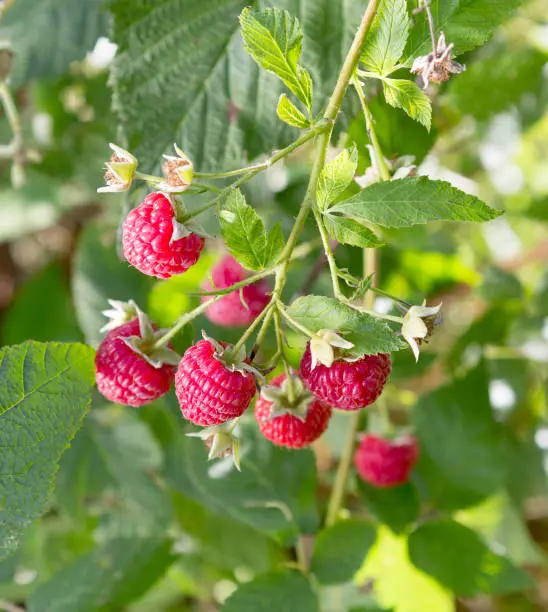 Framboise