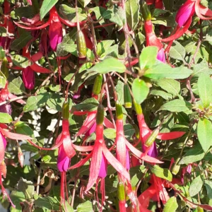Fuchsia