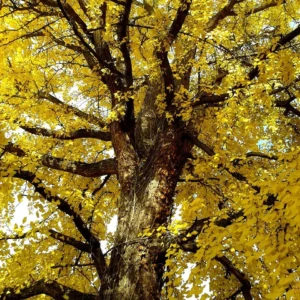 ginko