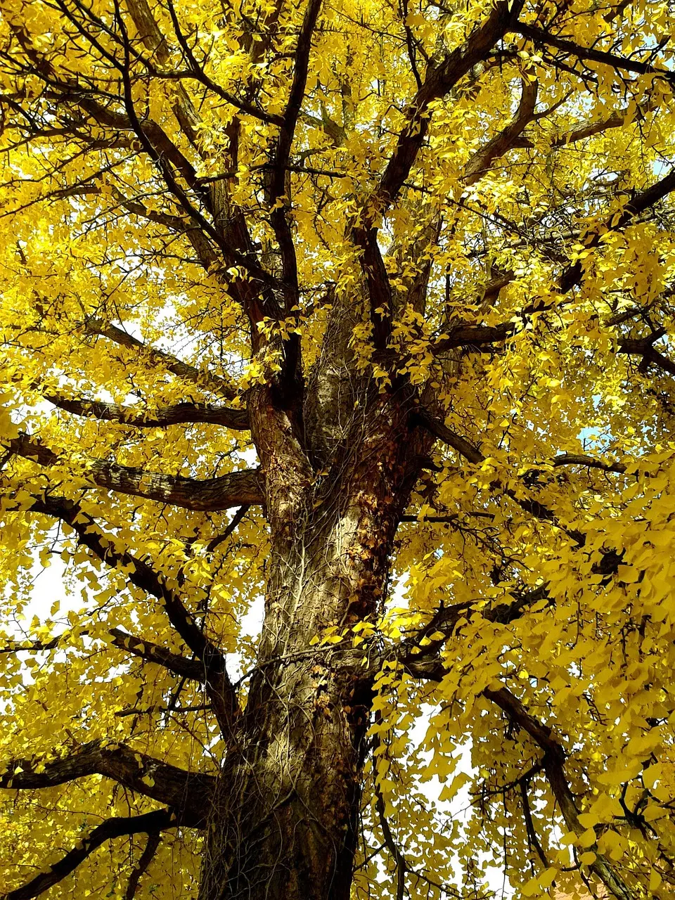 ginko