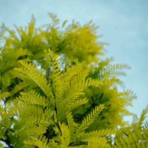 Gleditsiae