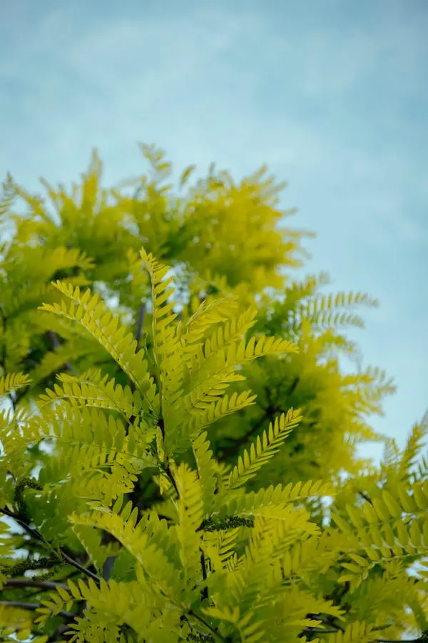 Gleditsiae