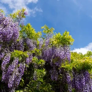 Glycine