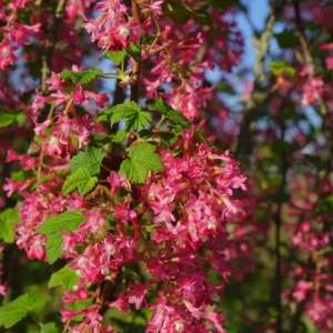 Groseiller fleur