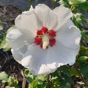 Hibiscus (Althea)