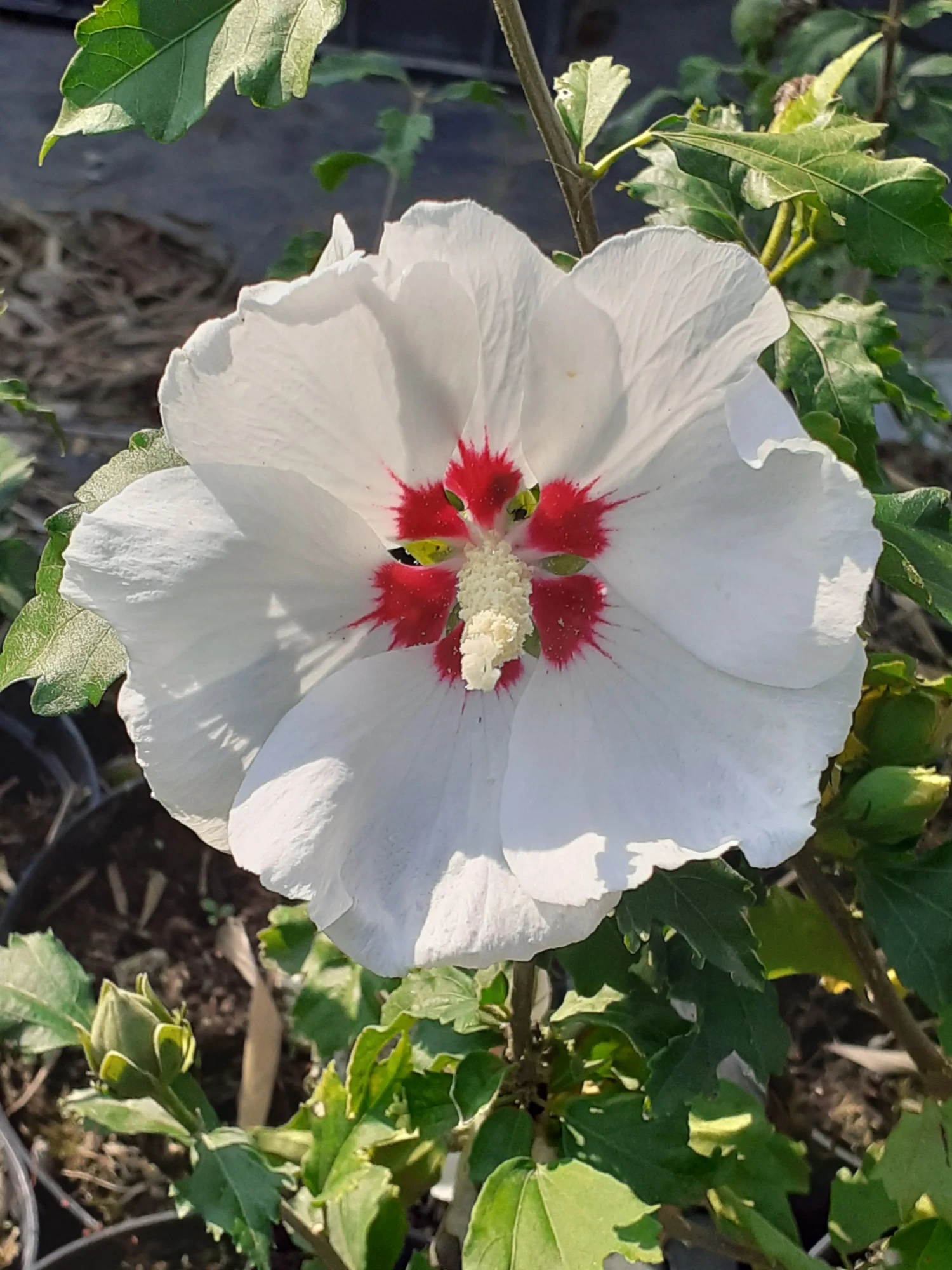 Hibiscus (Althea)