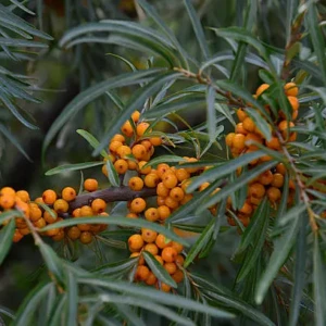Hippophae