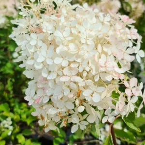 hortensia