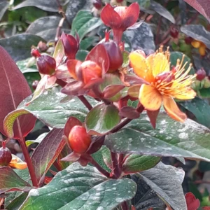 Hypericum en variétés