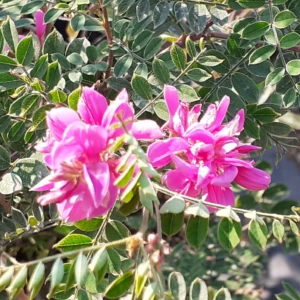 Indigofera