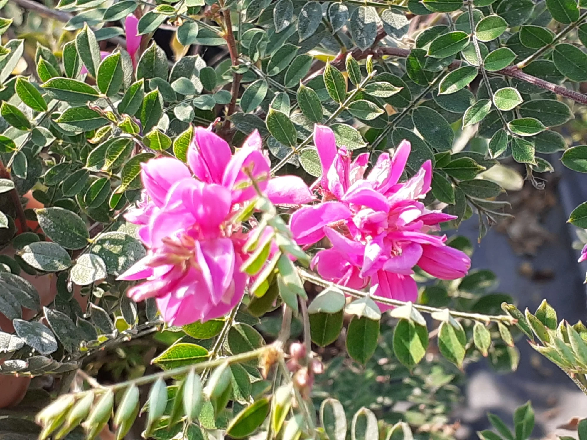 Indigofera