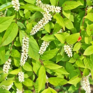 Itea virginica