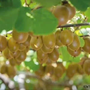 Kiwi