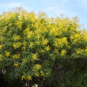 Koeleusteria
