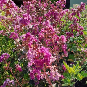 Lagestromia (Lilas des Indes rouge, rose et Violet)