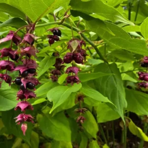 Leycesteria