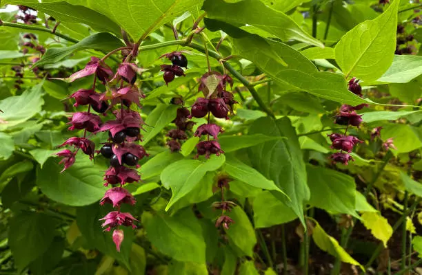 Leycesteria