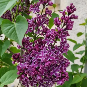 Lilas