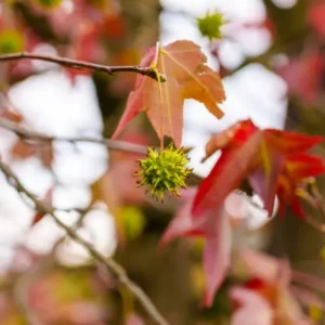 Liquidambar