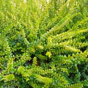 Lonicera nitida