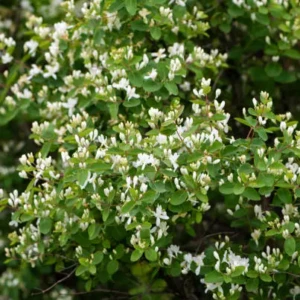 Lonicera tatarica