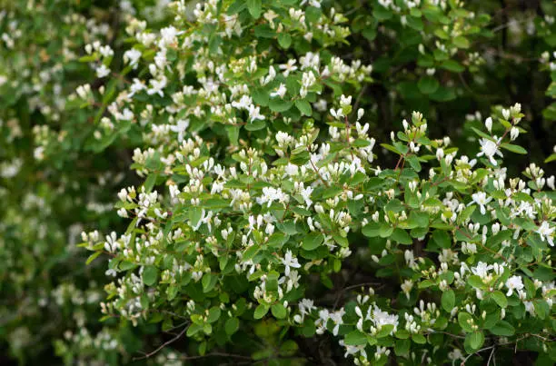 Lonicera tatarica