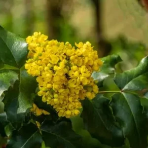 Mahonia