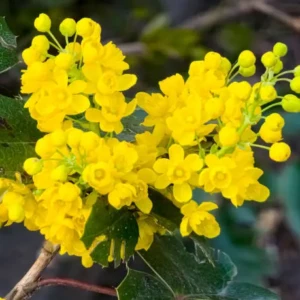 Mahonia charity