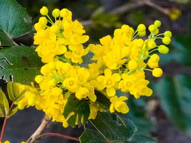 Mahonia charity