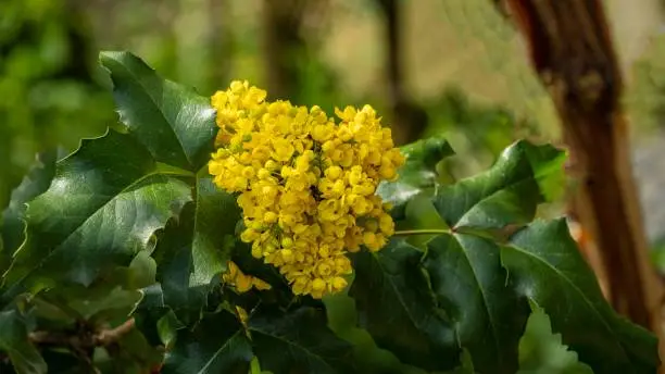 Mahonia