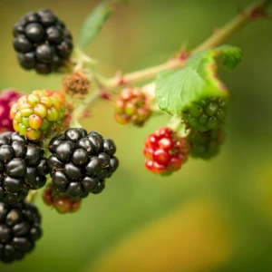 Mûres Geantes en variétés, Tayberry