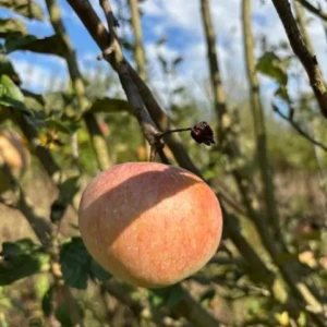 Ontario