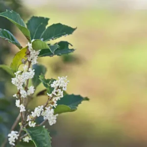 Osmanthus