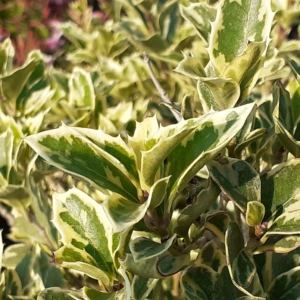 Osmanthus Panaché