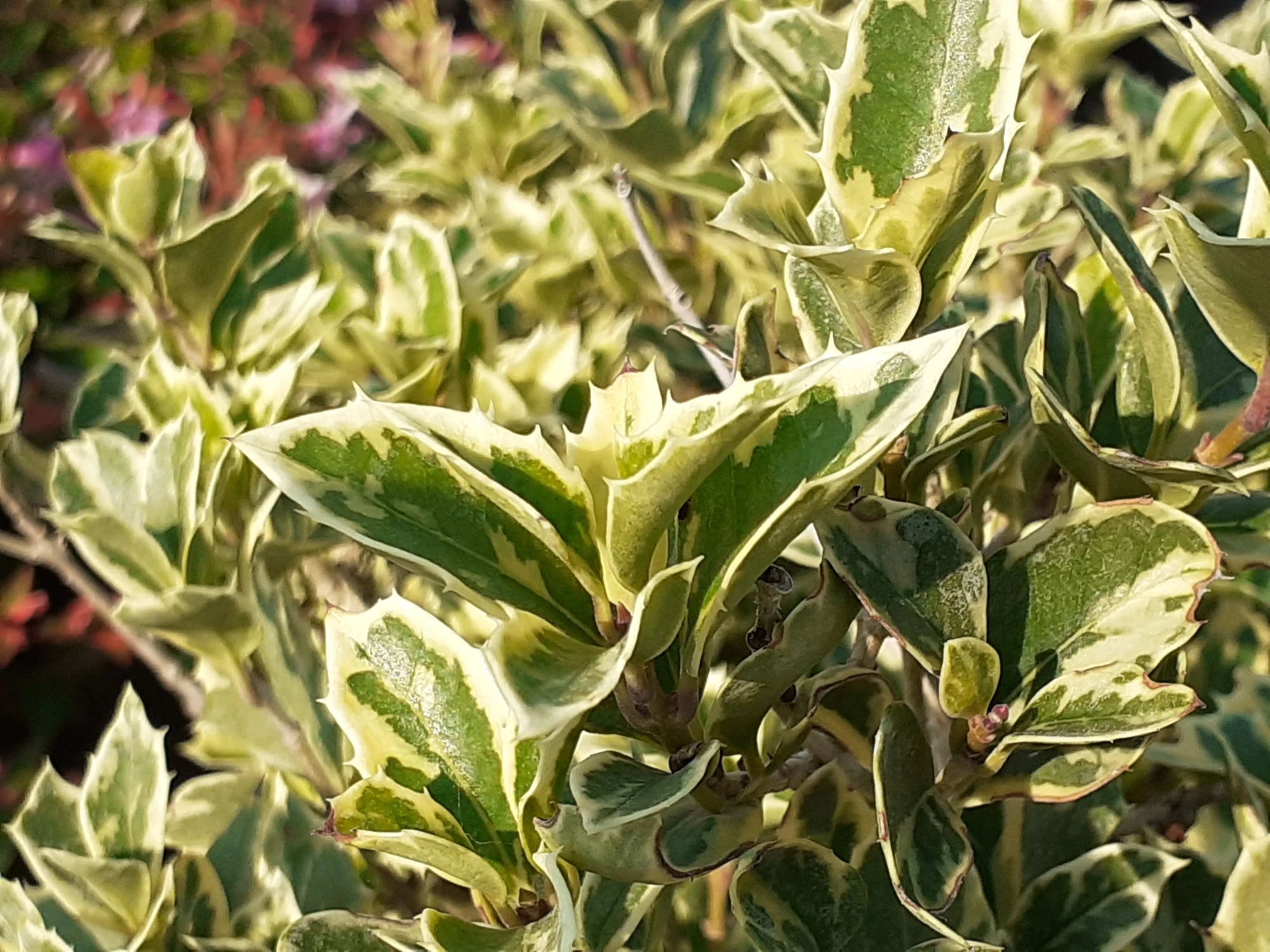 Osmanthus Panaché