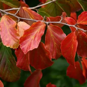 Parrotia