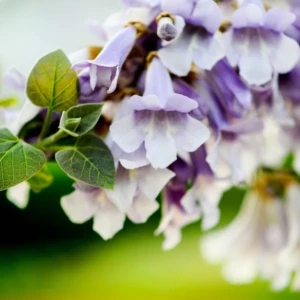 Paulownia