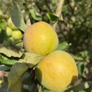 Peupion